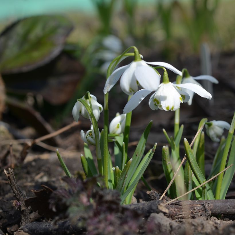 Galanthus nivalis f.pleniflorus Flore Pleno - Bucaneve (Porto)