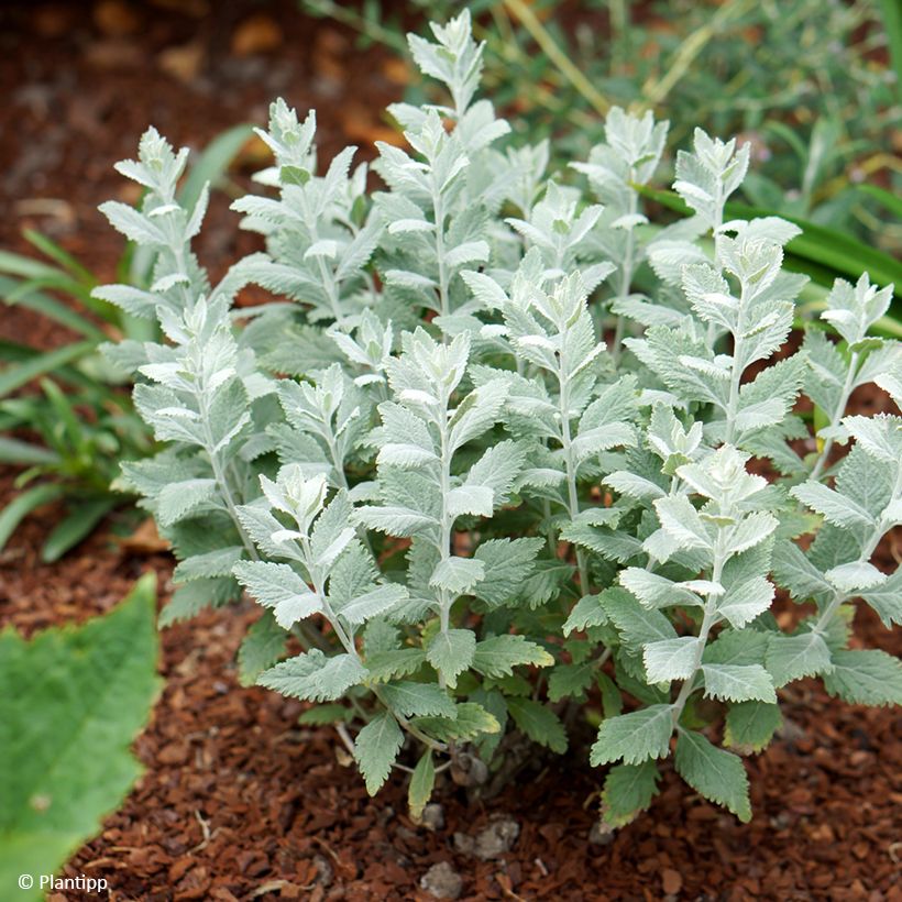 Perovskia atriplicifolia Silvery Blue - Salvia russa (Porto)