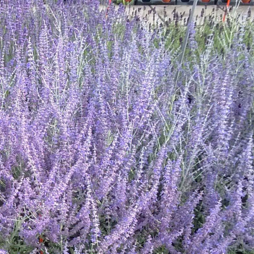 Perovskia atriplicifolia Blue Steel - Salvia russa (Fioritura)