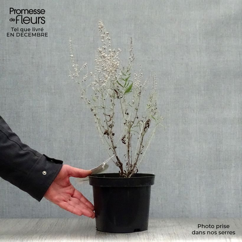 Perovskia atriplicifolia Lacey Blue Pot de 2L/3L esemplare consegnato in inverno