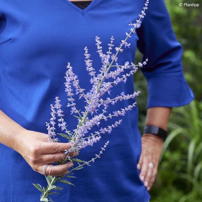 Perovskia atriplicifolia Prime time - Salvia russa (Fioritura)