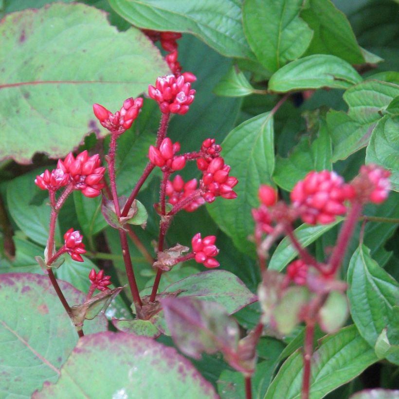 Persicaria Indian Summer (Fioritura)