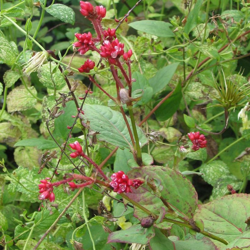 Persicaria Indian Summer (Porto)