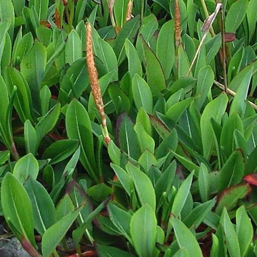 Persicaria affinis Darjeeling Red (Fogliame)