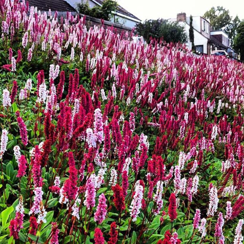 Persicaria affinis Darjeeling Red (Fioritura)