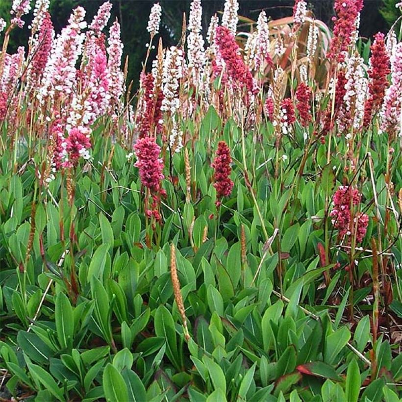 Persicaria affinis Darjeeling Red (Porto)