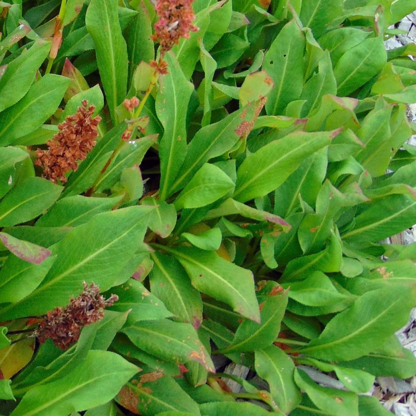 Persicaria affinis Kabouter (Fogliame)