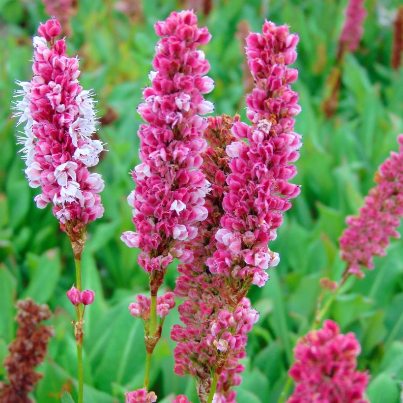 Persicaria affinis Kabouter (Fioritura)