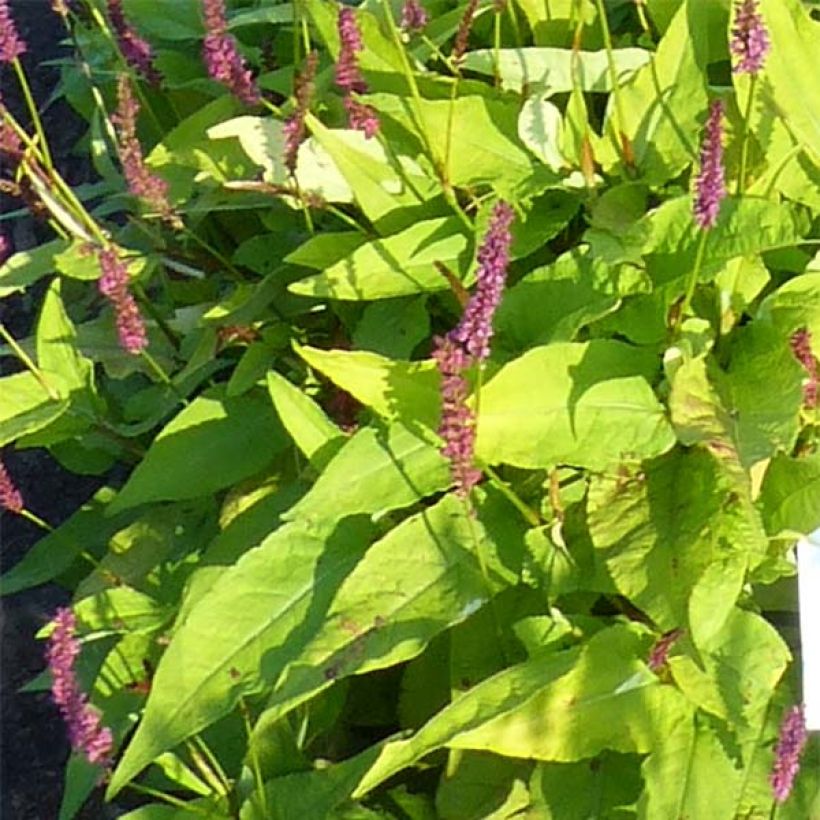 Persicaria amplexicaulis Golden Arrow (Fogliame)