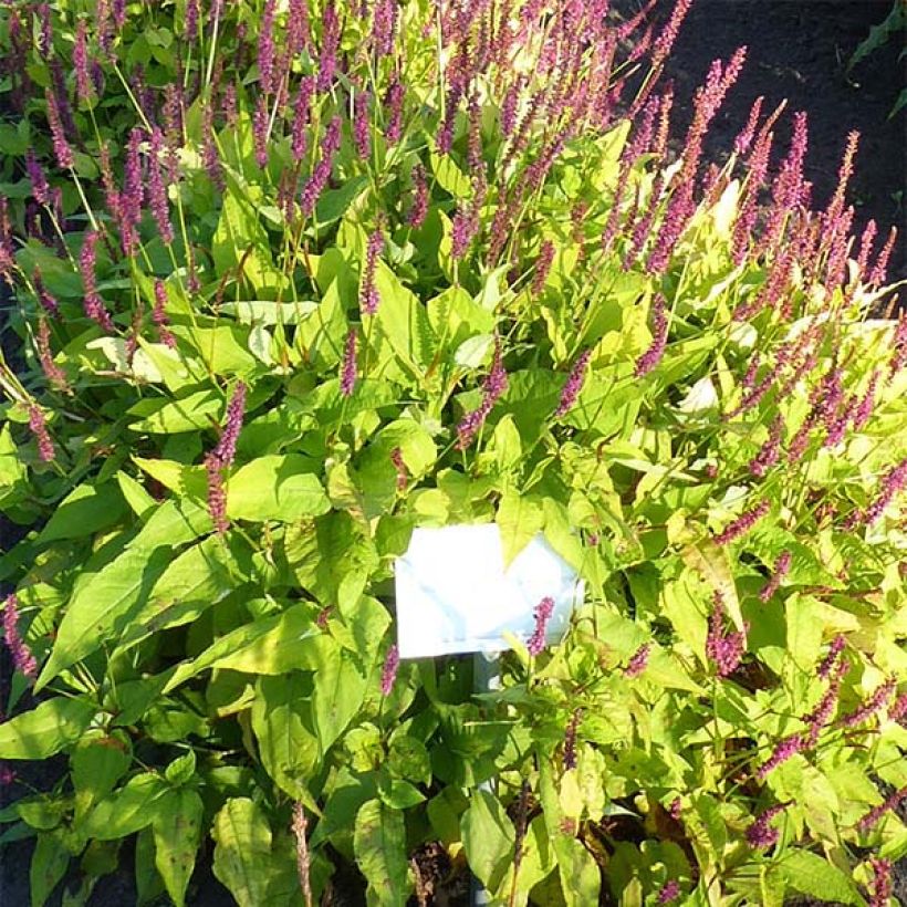 Persicaria amplexicaulis Golden Arrow (Fioritura)