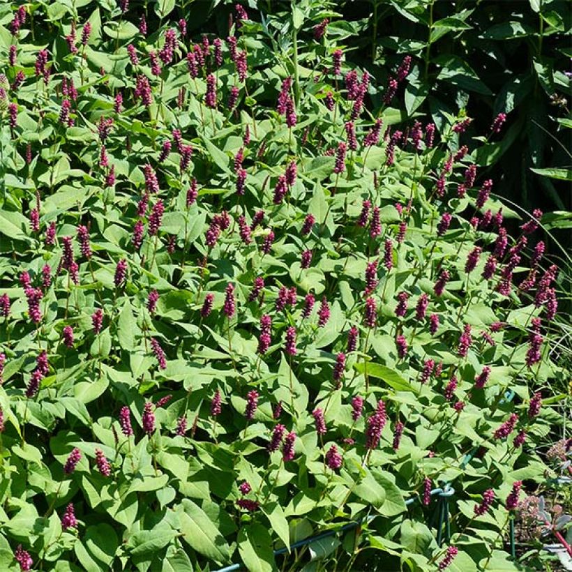 Persicaria amplexicaulis Inverleith (Fioritura)