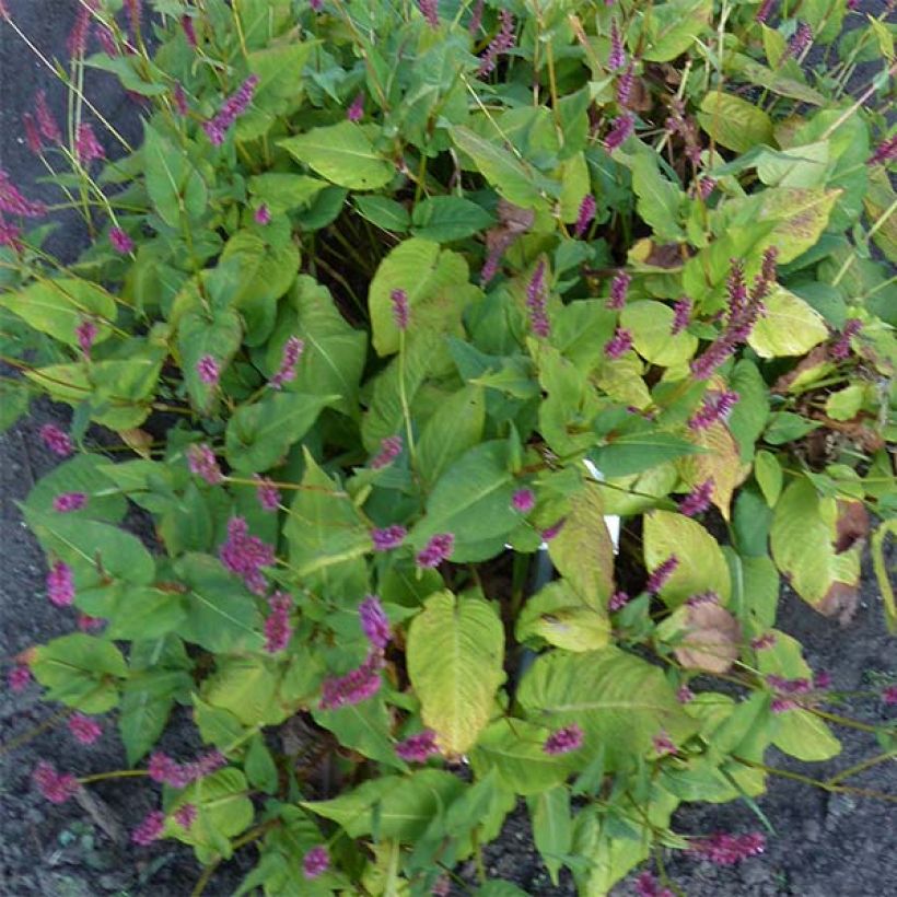 Persicaria amplexicaulis JS Caliente (Fogliame)