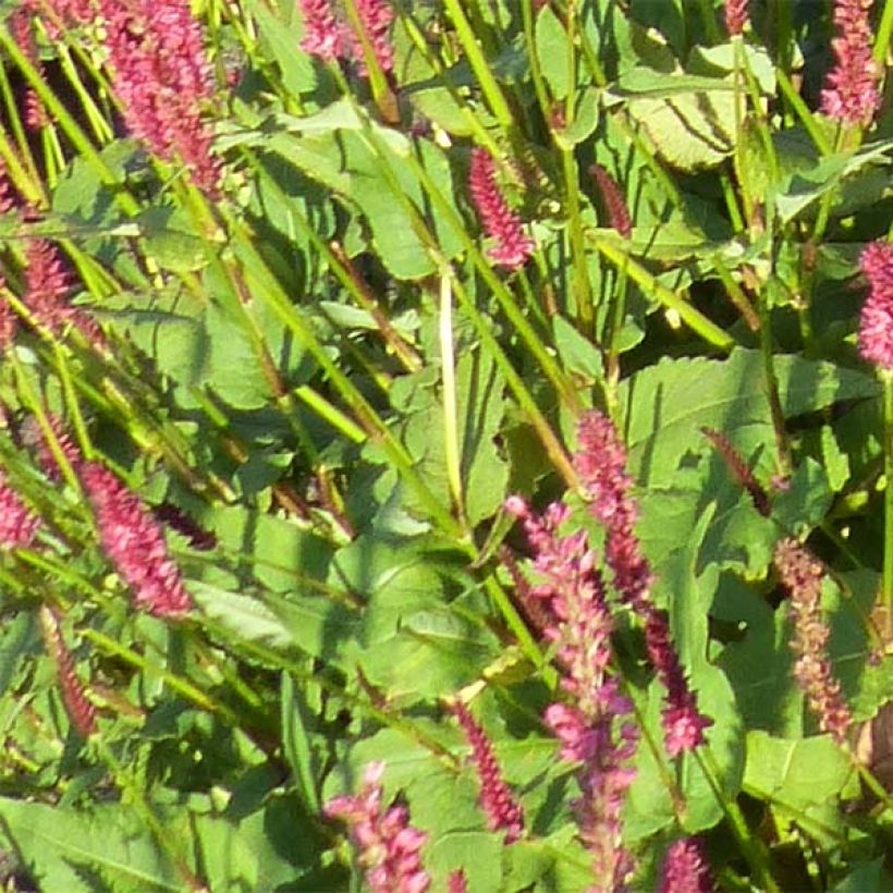 Persicaria amplexicaulis JS Delgado Macho (Fogliame)