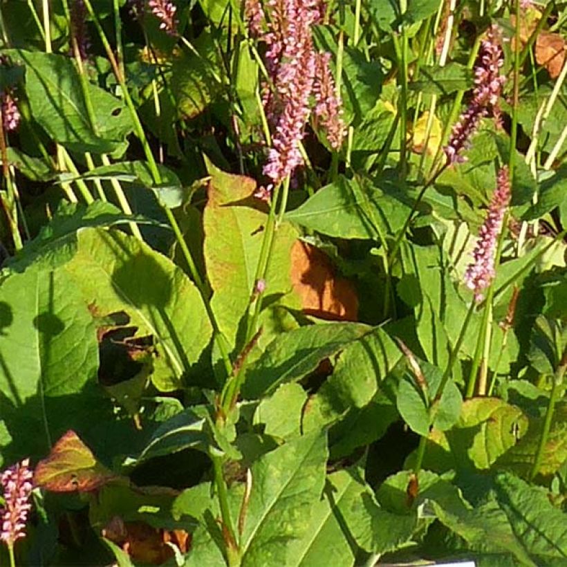 Persicaria amplexicaulis Jo and Guido's Form (Fogliame)