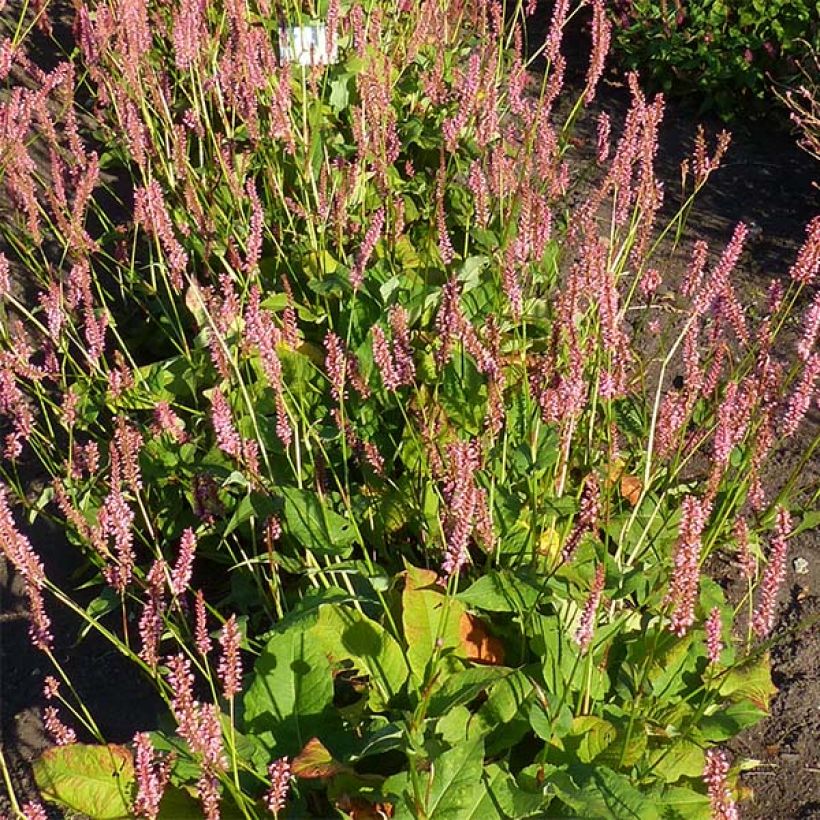 Persicaria amplexicaulis Jo and Guido's Form (Fioritura)