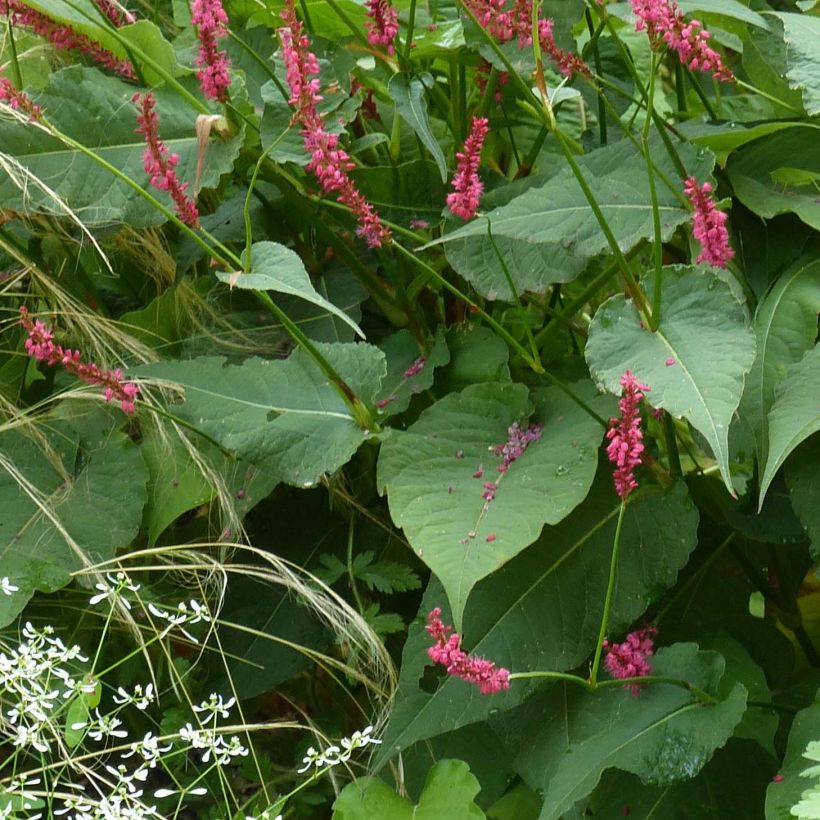 Persicaria amplexicaulis Speciosa (Fogliame)