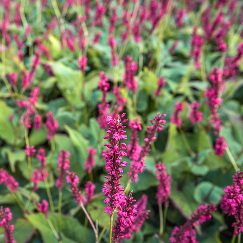 Persicaria amplexicaulis Speciosa (Fioritura)