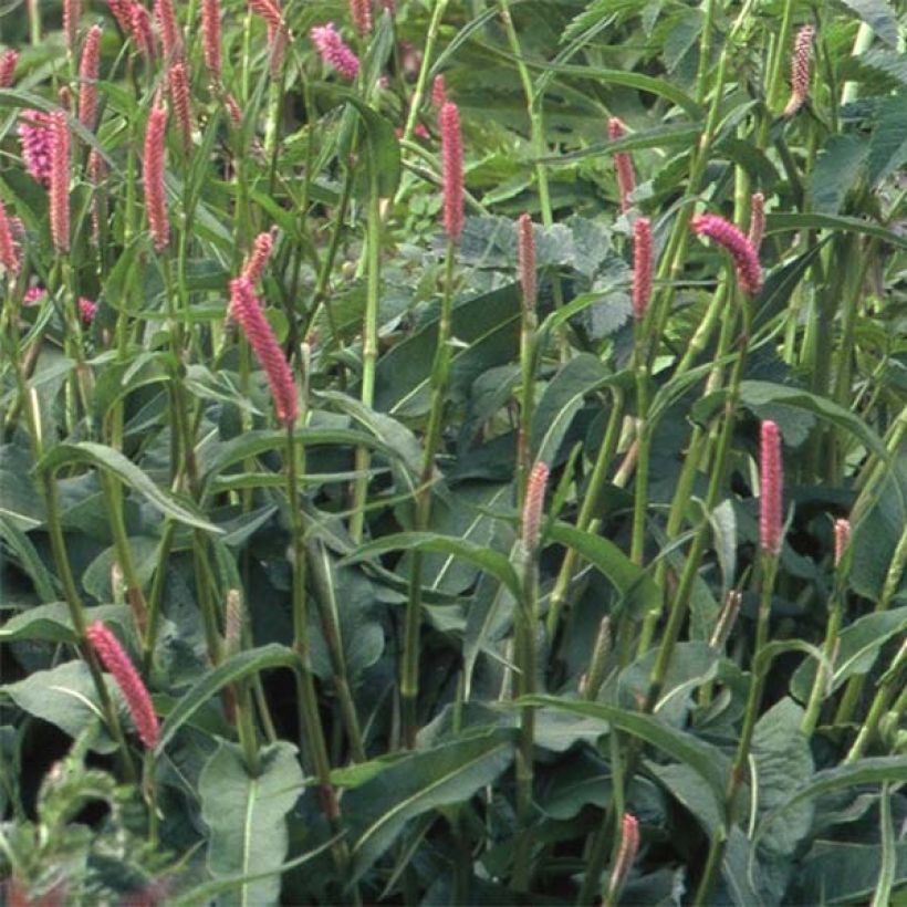 Persicaria bistorta Hohe Tatra - Bistorta (Fogliame)