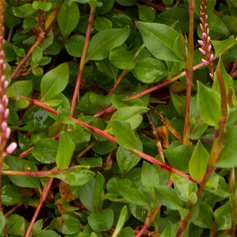 Persicaria vacciniifolia (Fogliame)