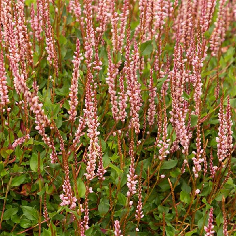 Persicaria vacciniifolia (Fioritura)