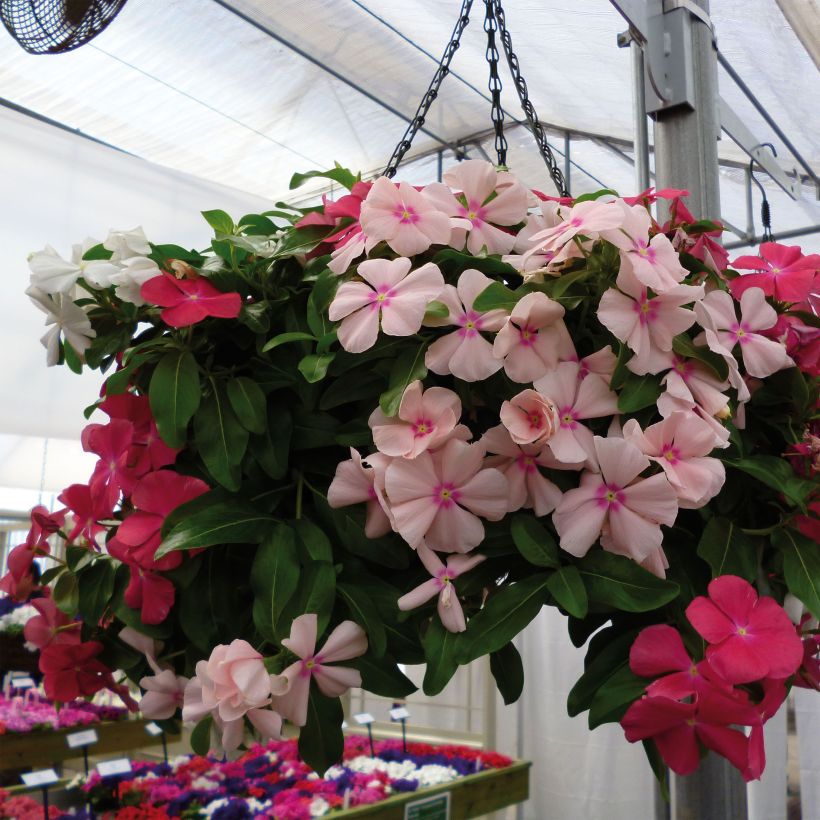 Catharanthus roseus Mediterranean Mix XP - Pervinca del Madagascar (Porto)