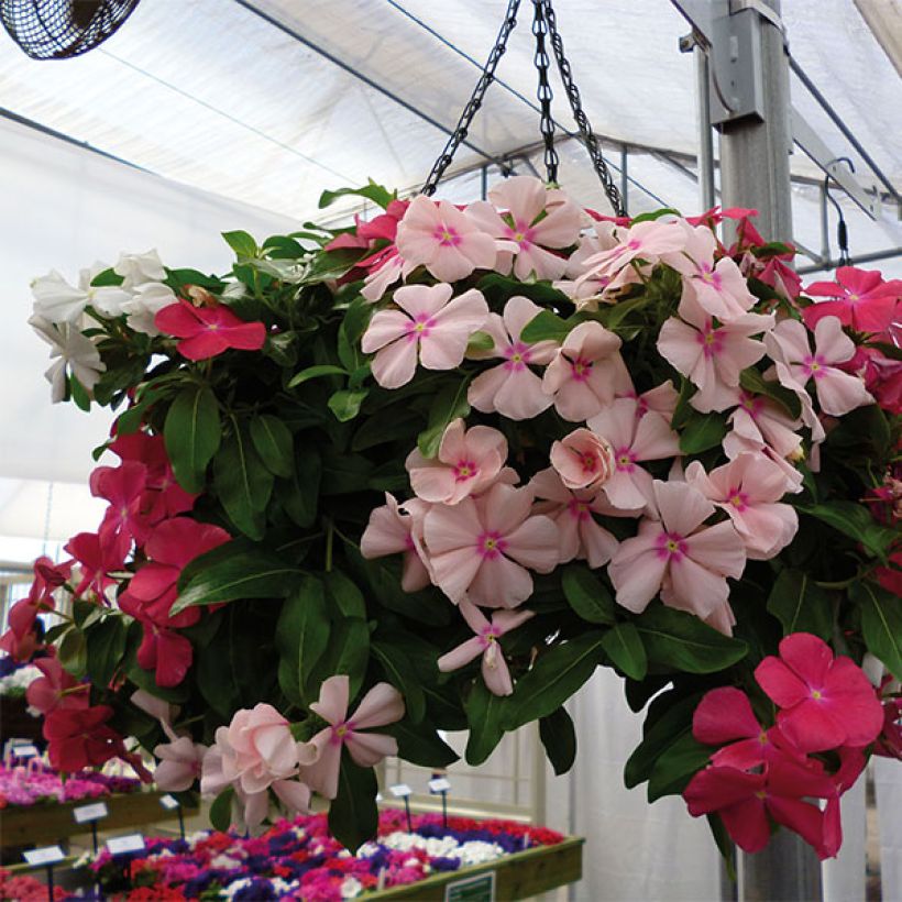 Catharanthus roseus Mediterranean Mix XP - Pervinca del Madagascar (Fioritura)