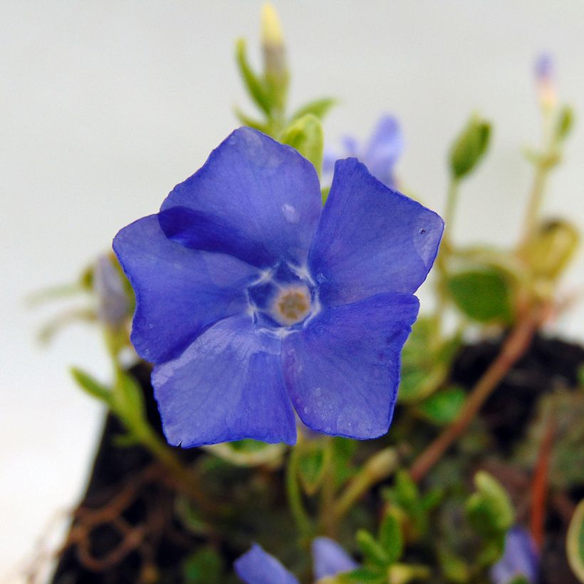 Vinca minor Ralph Shugert - Pervinca minore (Fioritura)