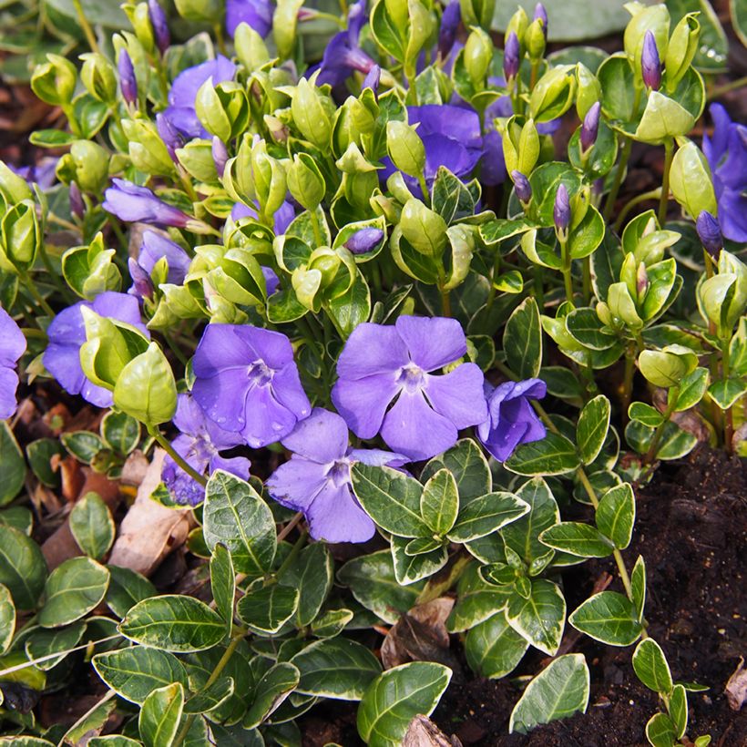 Vinca minor Ralph Shugert - Pervinca minore (Porto)