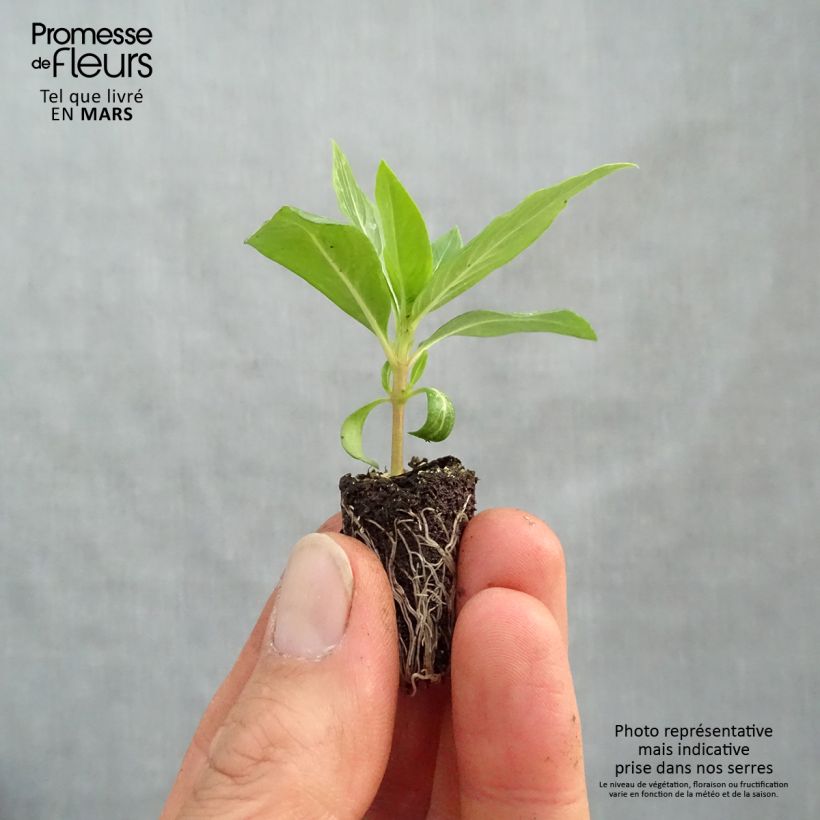 Pervenche de Madagascar Titan F1 Apricot Mini-motte 2,,3 cm esemplare consegnato in primavera