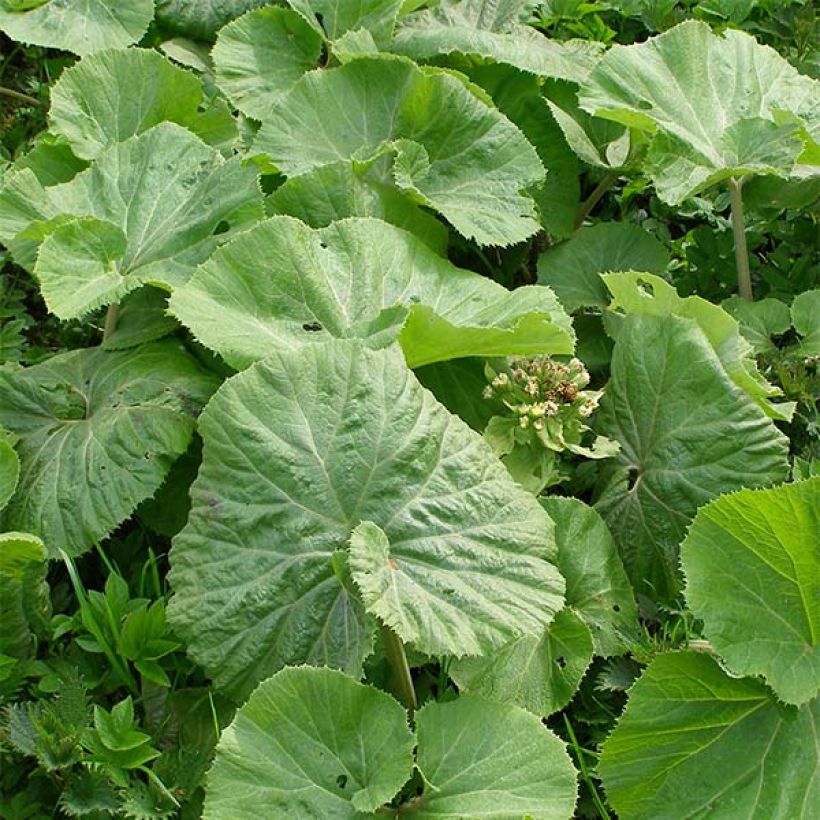 Petasites albus - Farfaraccio bianco (Fogliame)