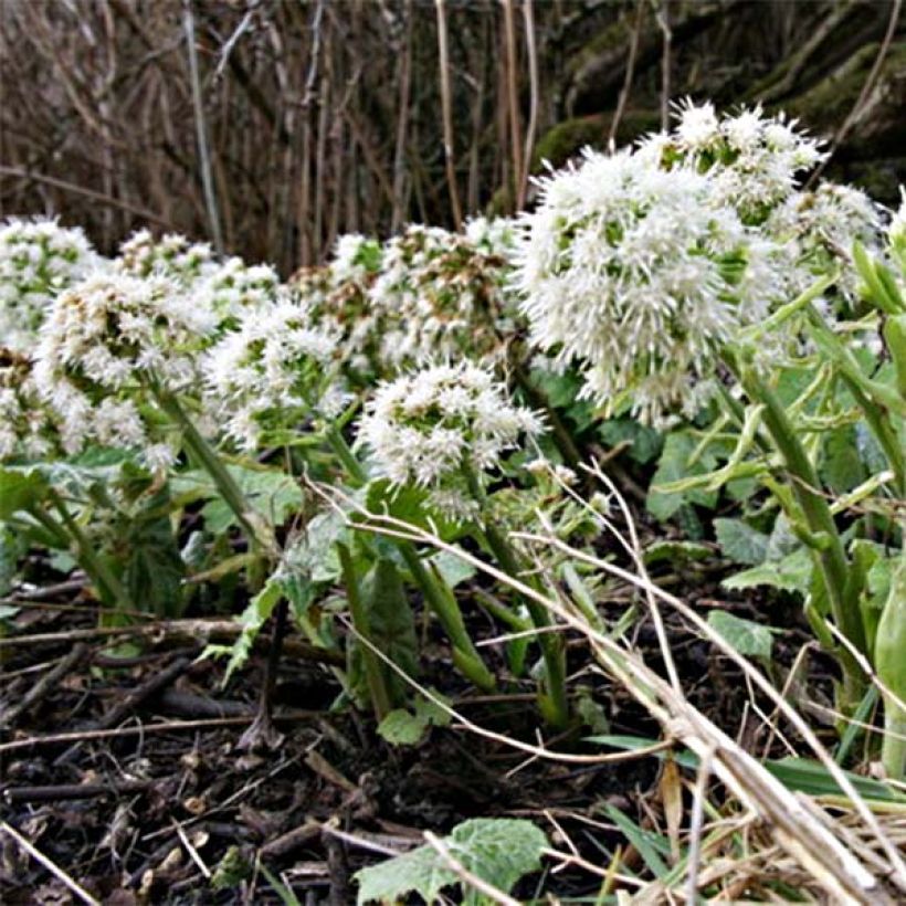 Petasites albus - Farfaraccio bianco (Fioritura)