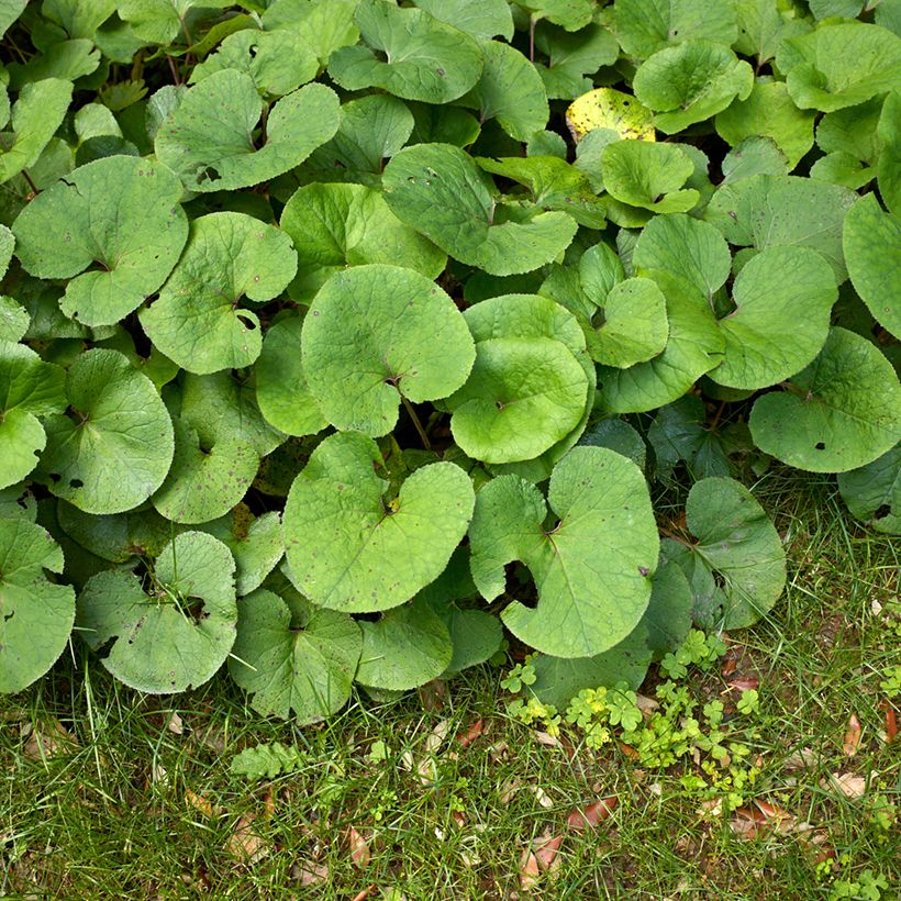 Petasites fragrans - Farfaraccio (Fogliame)