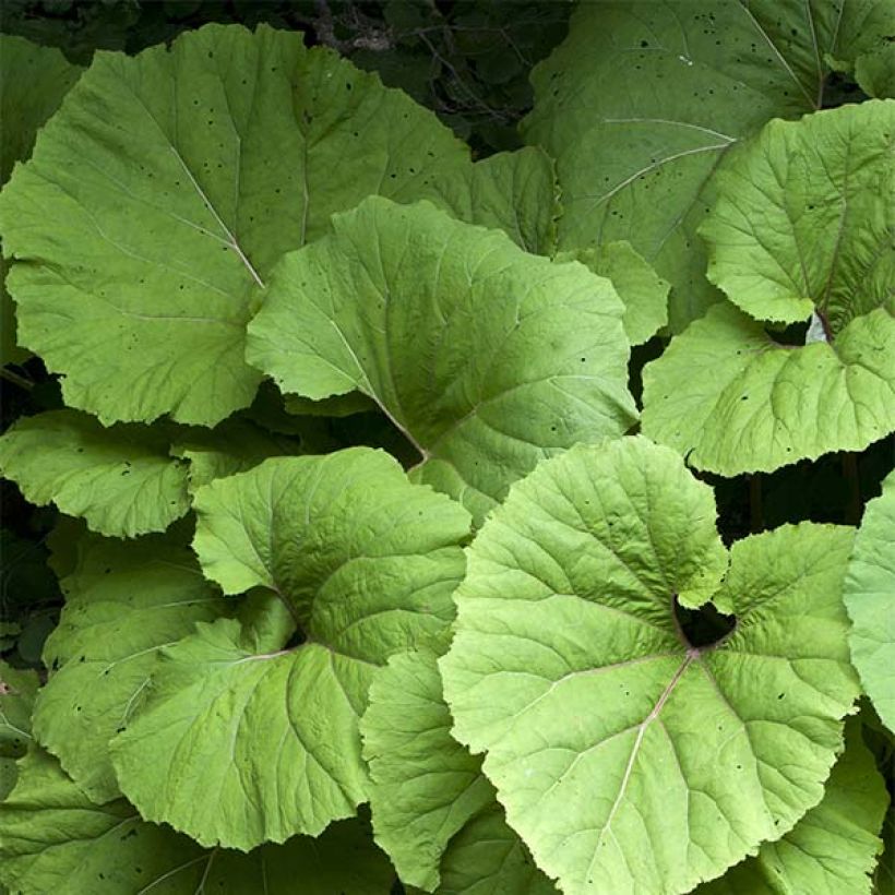 Petasites hybridus - Farfaraccio (Fogliame)