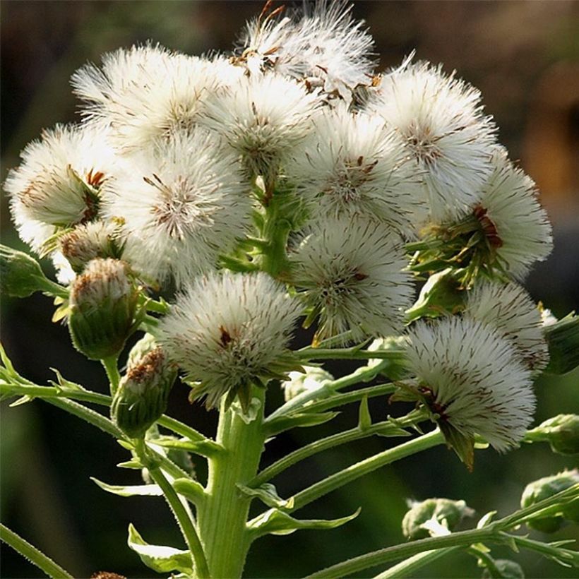 Petasites japonicus Giganteus (Fioritura)