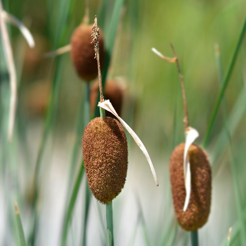 Typha minima - Lisca minore (Fioritura)