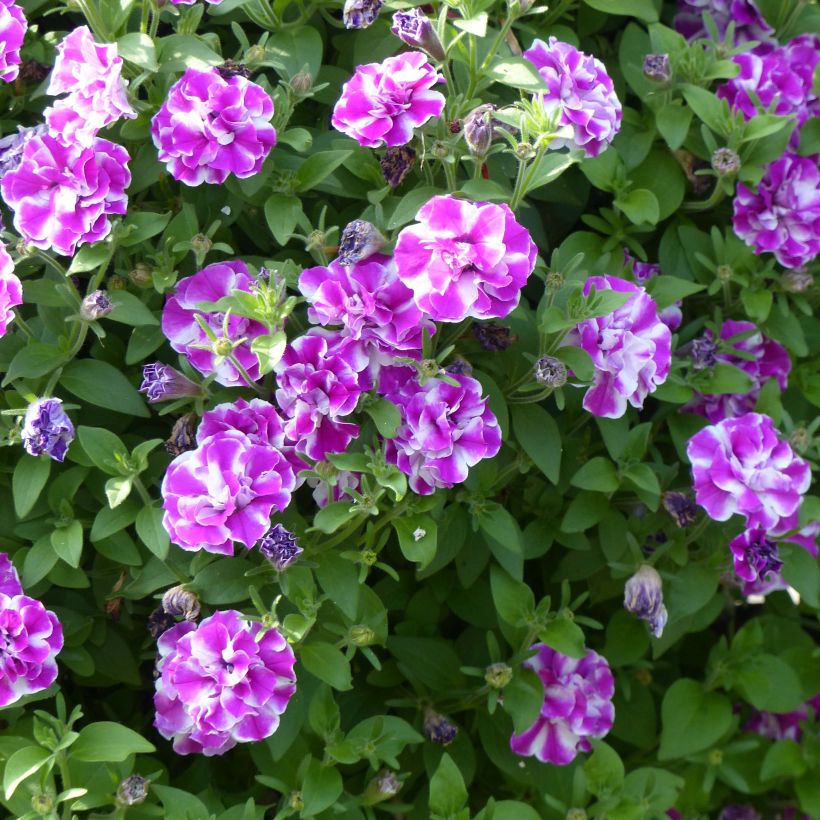 Petunia Amarena Twist (Fioritura)