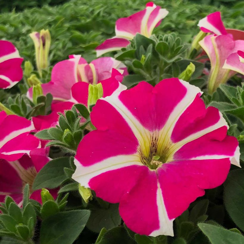 Petunia Amore Pink Hearts (Fioritura)