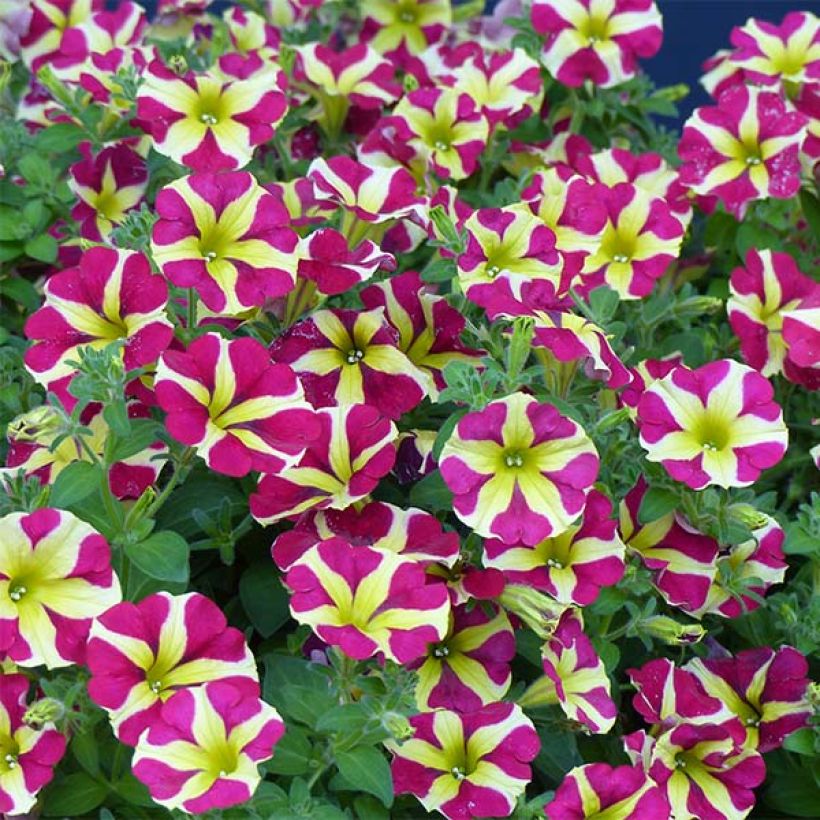 Petunia Amore Queen of Hearts (Fioritura)