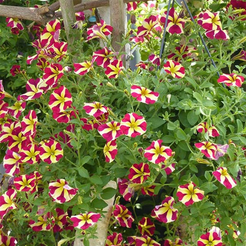 Petunia Amore Queen of Hearts (Porto)