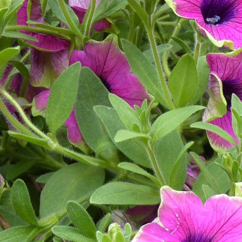 Petunia Designer Buzz Purple (Fogliame)