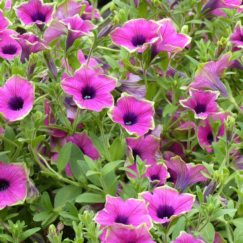 Petunia Designer Buzz Purple (Fioritura)