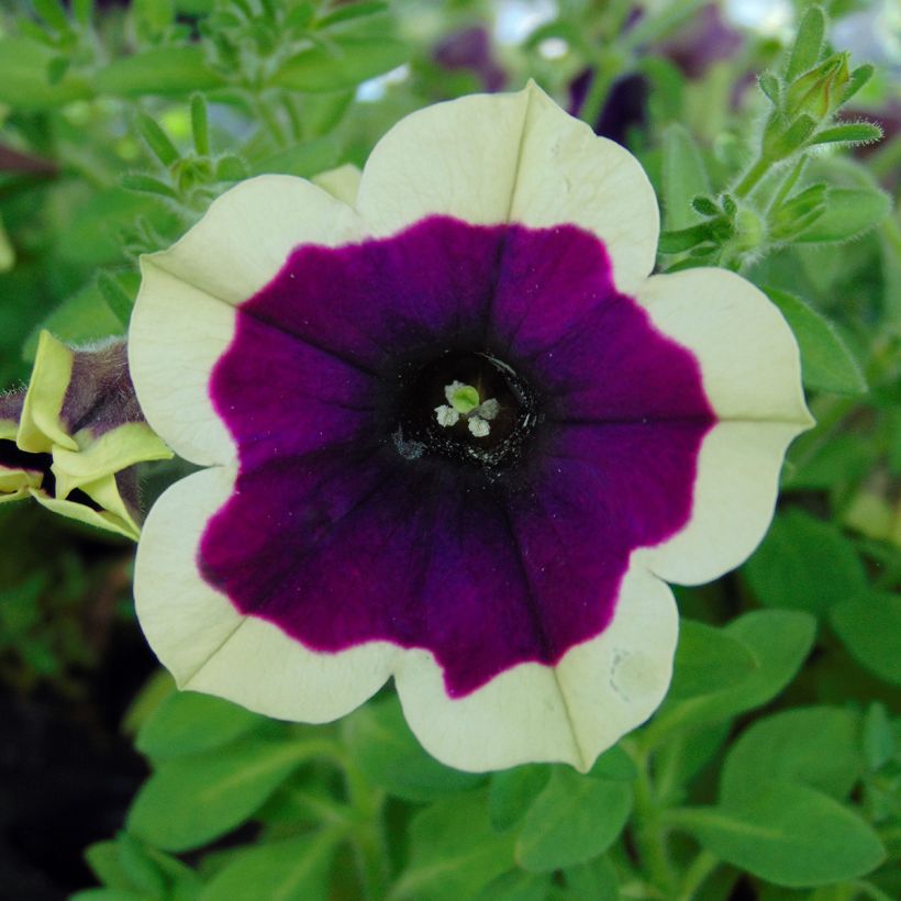 Petunia Cascadias Rim Magenta (Fioritura)