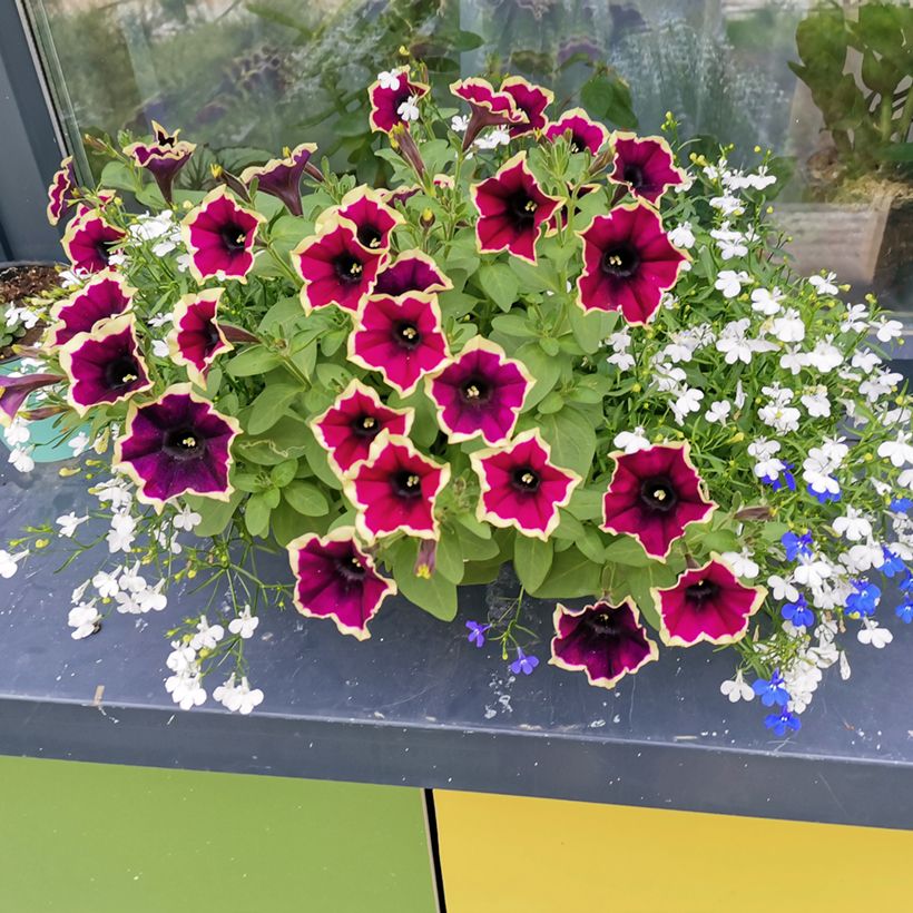 Petunia Cascadias Rim Magenta (Porto)