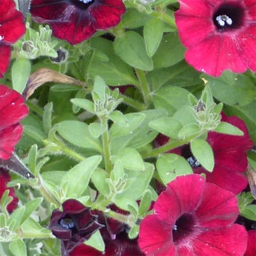 Petunia Chocolina (Fogliame)