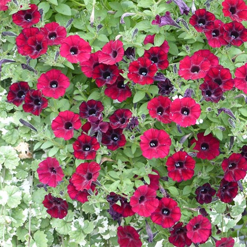 Petunia Chocolina (Fioritura)