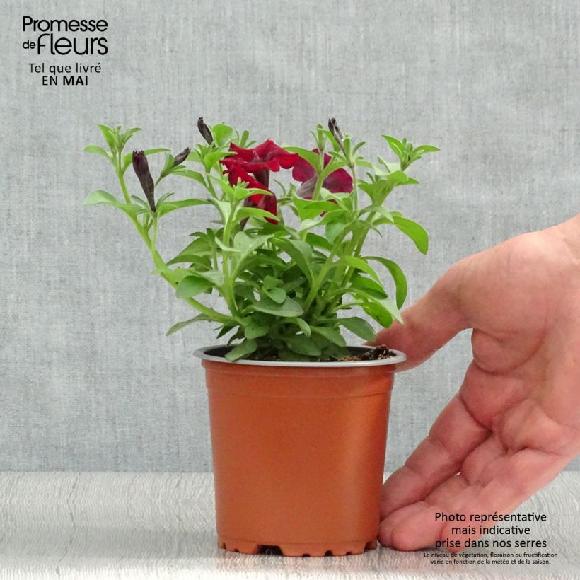 Petunia Chocolina - pot de 10/11cm esemplare consegnato in primavera