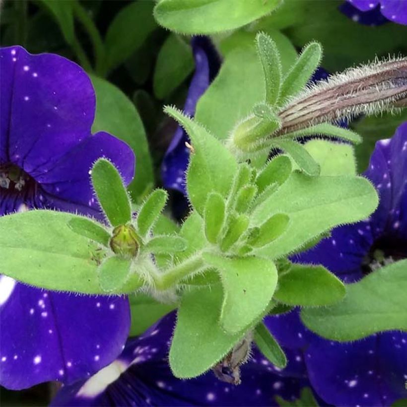 Petunia Night Sky (Fogliame)