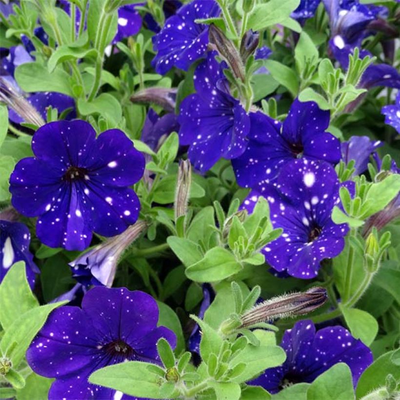 Petunia Night Sky (Fioritura)