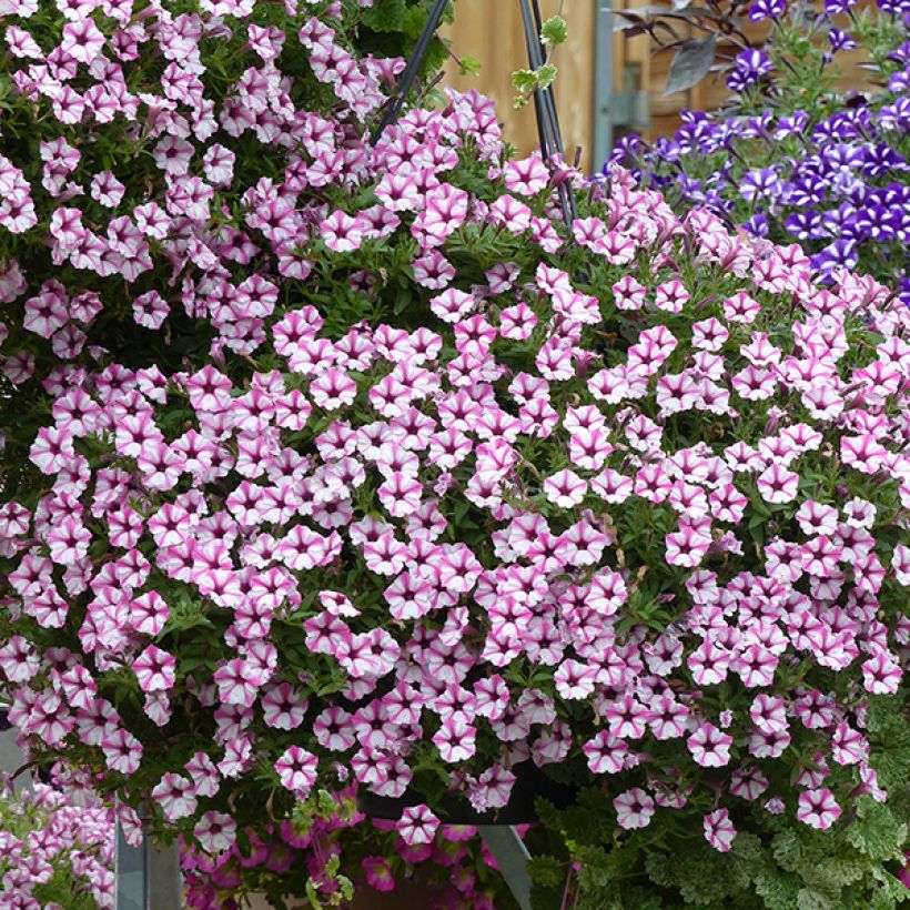 Petunia Pink Star (Fioritura)