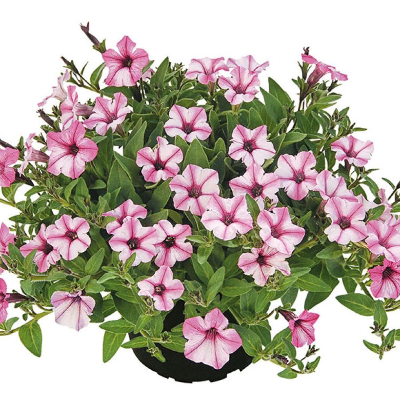 Petunia Pink Star (Porto)